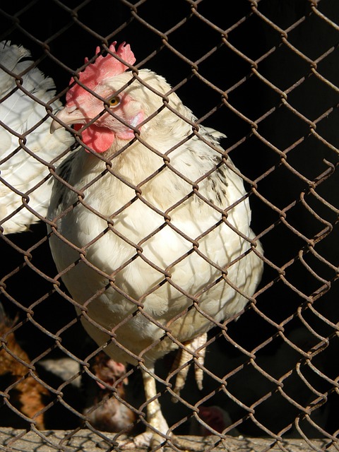 勇士半场8分遭灰熊压制, 球员评分出炉, 库里领衔他才是真大腿.